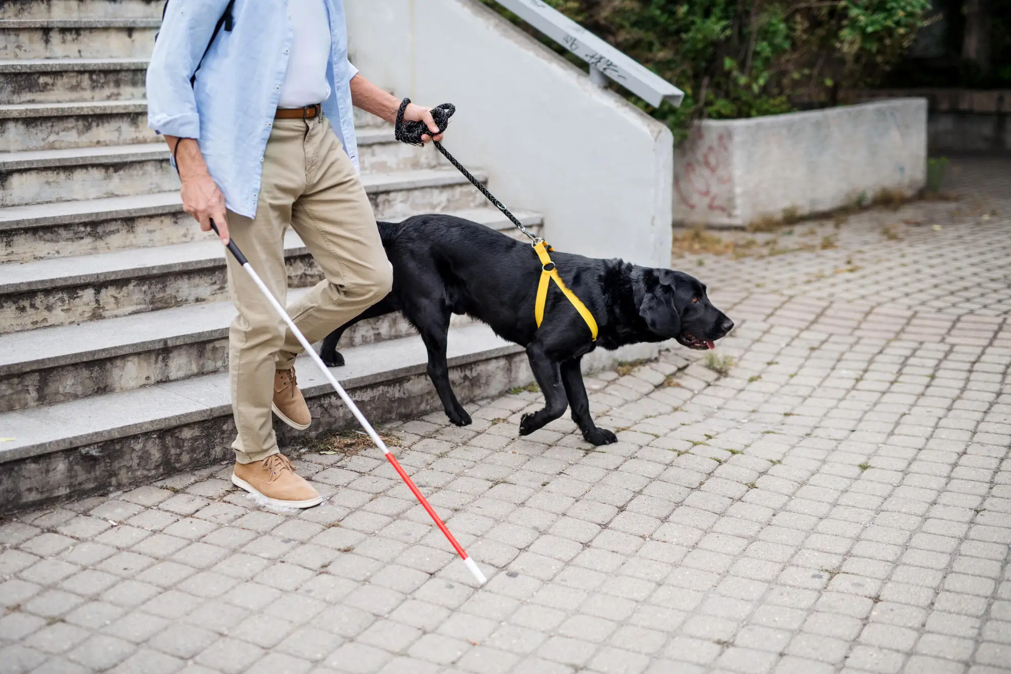 Difference Between Service, Emotional Support Animals, and Pets: A Guide for Flint Landlords